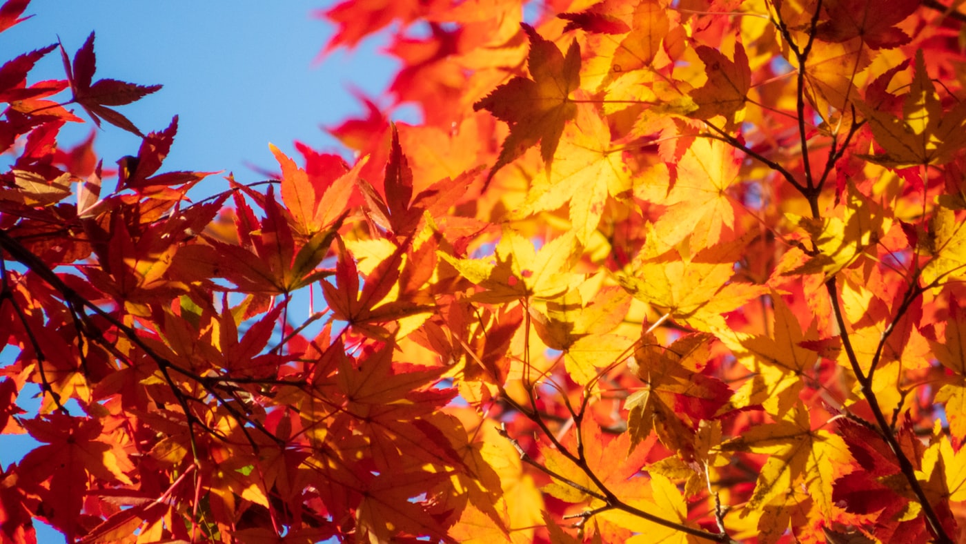 Japanese maple leaves in autumn colour