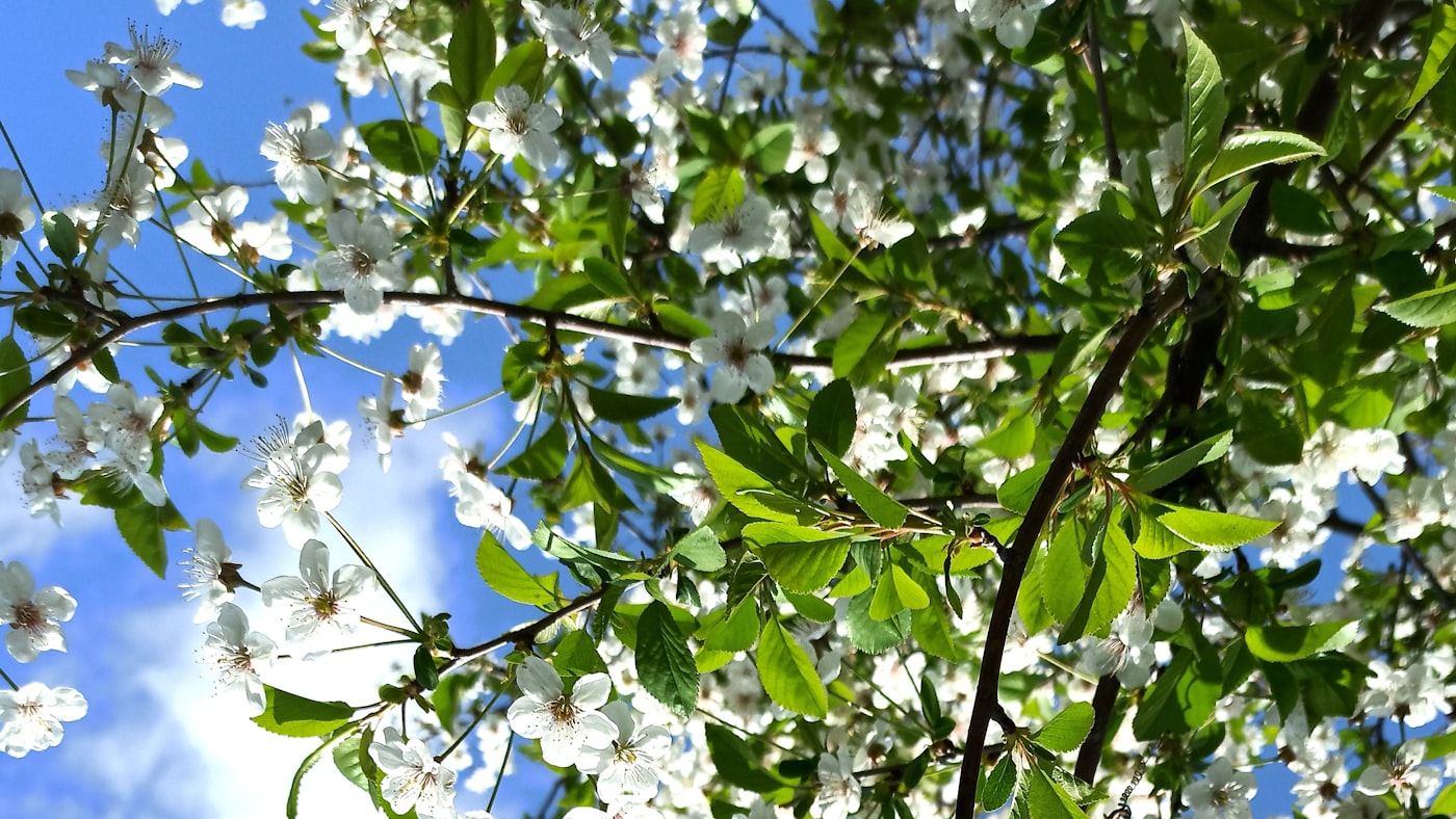 Cherry blossom branches in full bloom in Japan