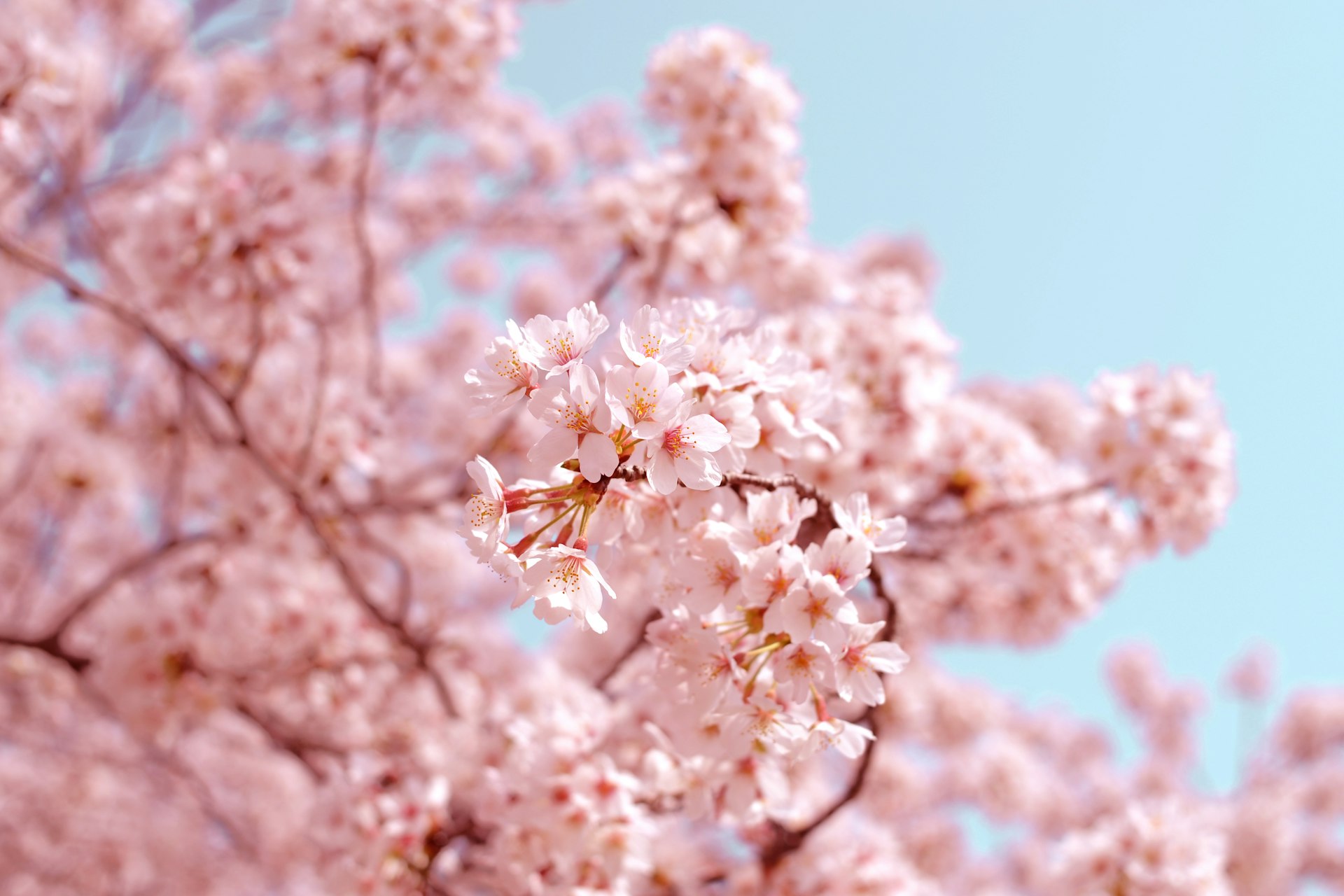 Cherry blossoms in full bloom in Japan, the most requested pre-wedding season