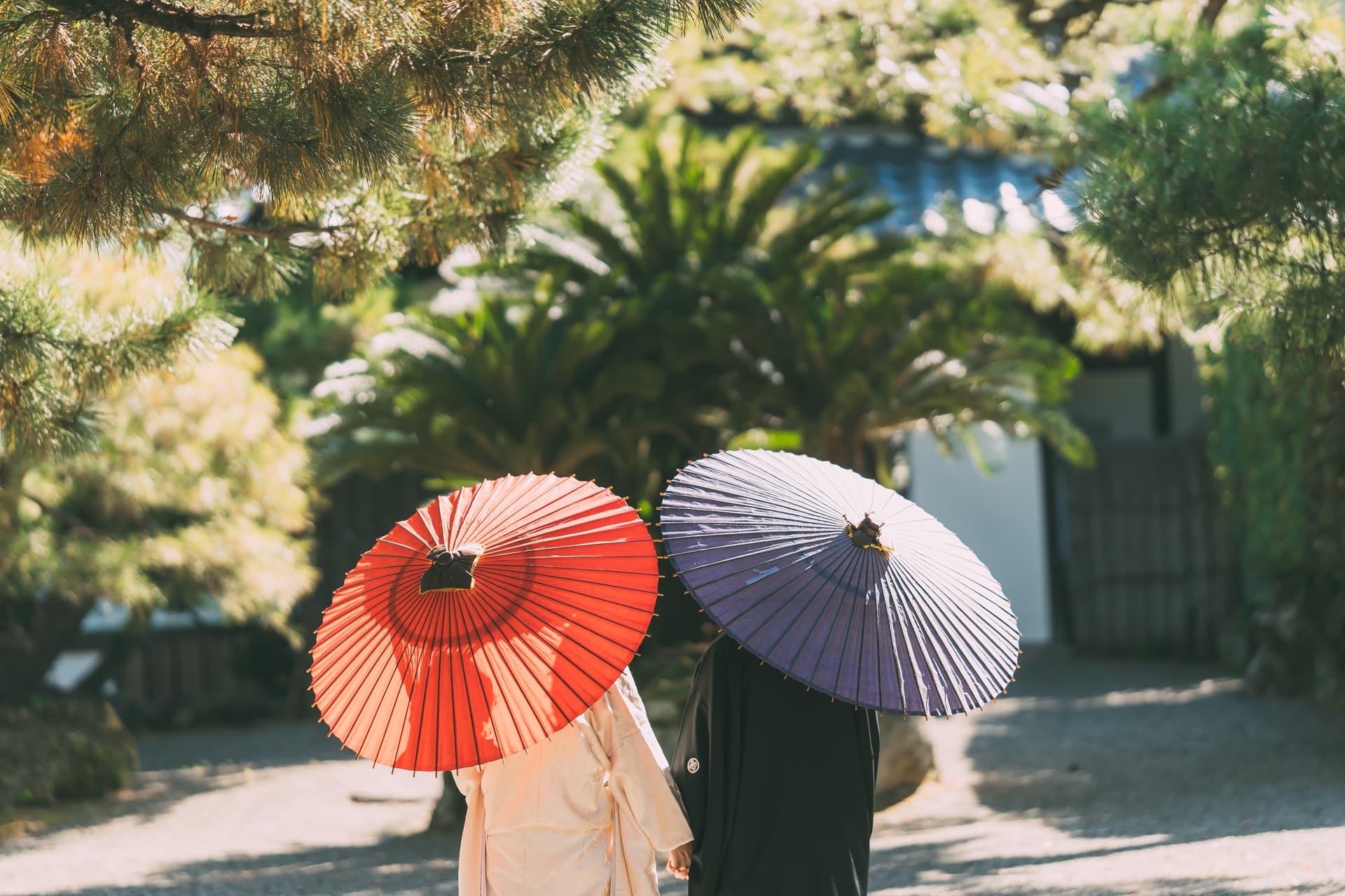 和服新人背影,撐著紅色與淺紫和傘走在庭園小徑