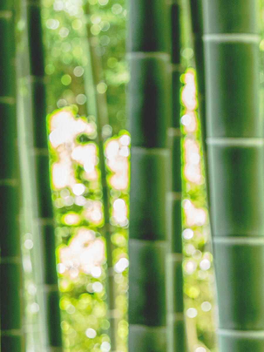 Tall bamboo grove in Kyoto where kimono portraits are taken
