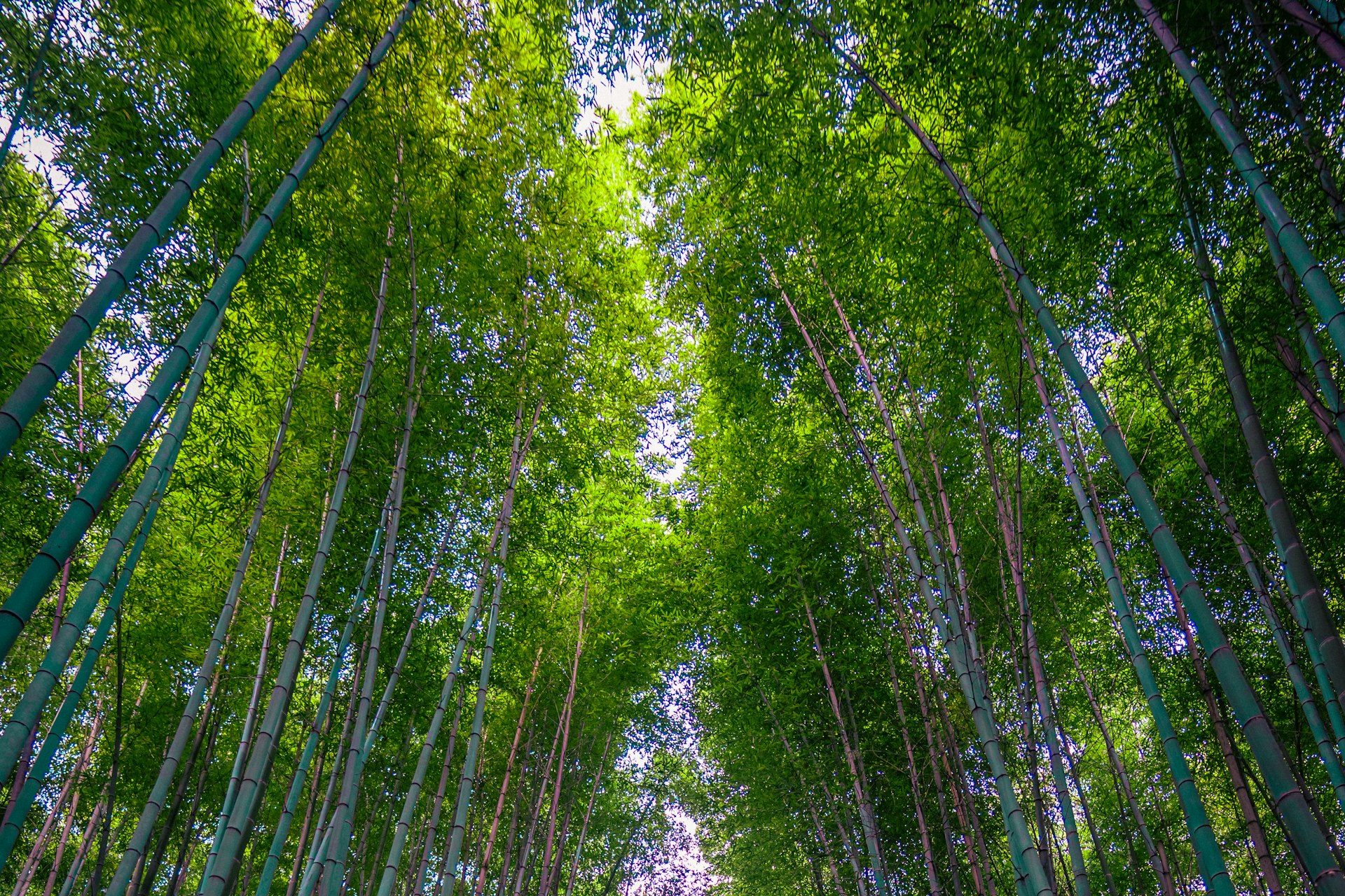 Kyoto bamboo grove, a classic setting for pre-wedding photography in Japan