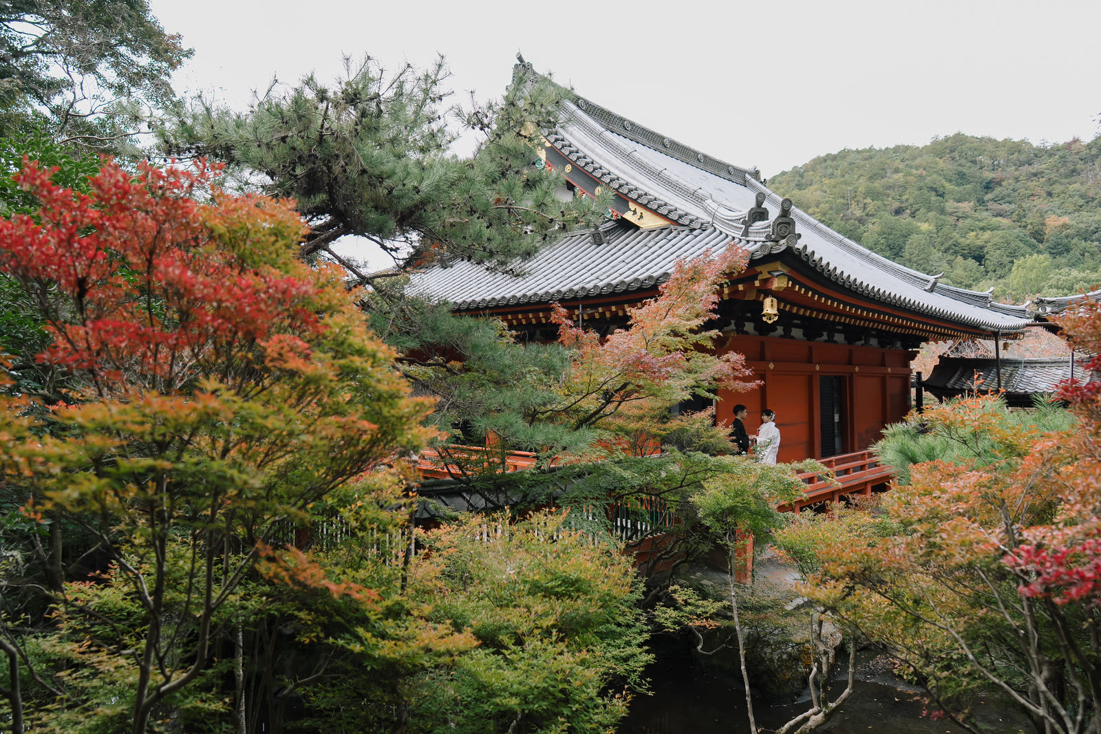 Kyoto temple halls surrounded by maple trees in full autumn colour